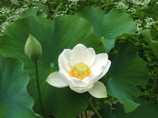 Lotus_ALBA_FIRST_BLOOM_10YEARS_7_22_09_sm.jpg