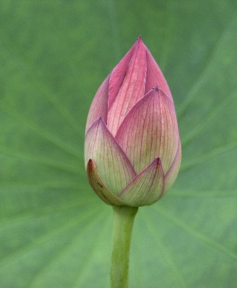 LotusBud0048b.jpg