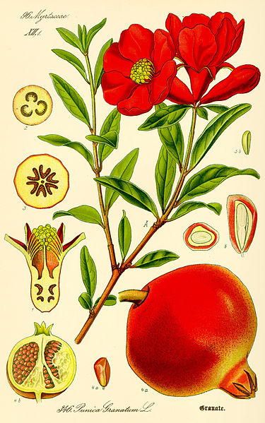 Punica_granatum.jpg