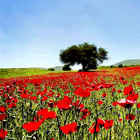 سال نو مبارک-دیلمان-معمارنت