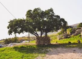 درخت بلوط روستای لیوس